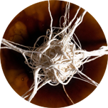 Fungus.kz