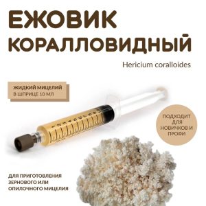 Ежовик коралловидный