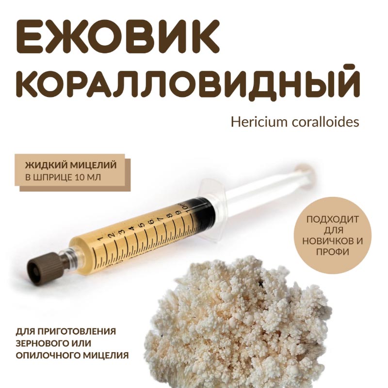 Ежовик коралловидный